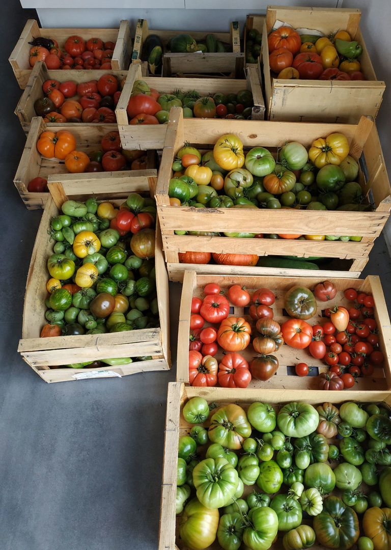 Conservation Des Tomates Du Jardin Au Refuge DES GRAINES