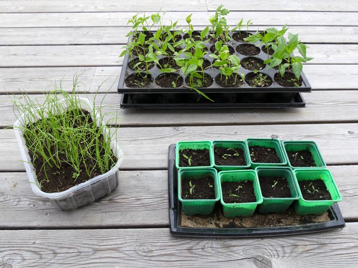 Récupérer les graines de tomates et les sécher en 3 étapes ⋆ au refuge DES  GRAINES