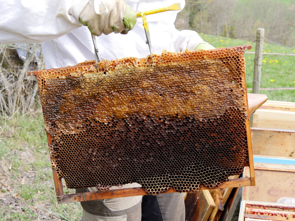 Tout savoir sur la ruche d'abeilles - Domaine Apicole de Chezelles